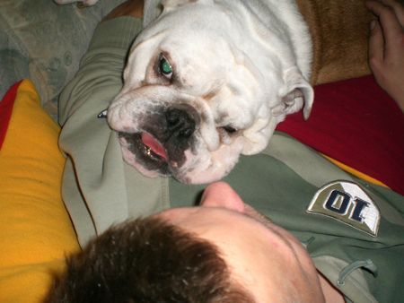 Bulldog Hunde Foto 40189 in höherer Auflösung ansehen Bulldog Schmusen mit Papa