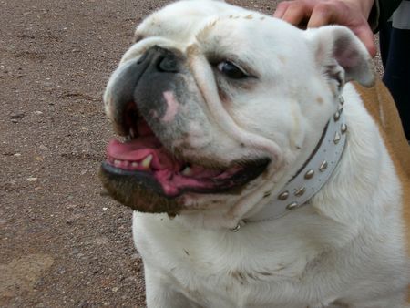 Bulldog Hunde Foto 43853 in höherer Auflösung ansehen Bulldog Ich liebe Schlamm