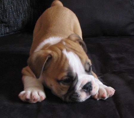 Bulldog Hunde Foto 42619 Bulldog
