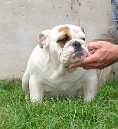 Bulldog Hunde Foto 40494 Bulldog Mc Louds Chantilly 5 months