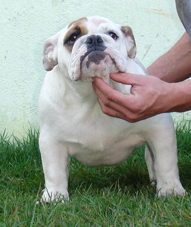 Bulldog Hunde Foto 40493 Bulldog Mc Louds Chantilly 5 months