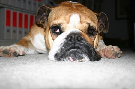 Bulldog Hunde Foto 32031 in höherer Auflösung ansehen Bulldog Csöpke - 3,5 Jahre alte Rüdin