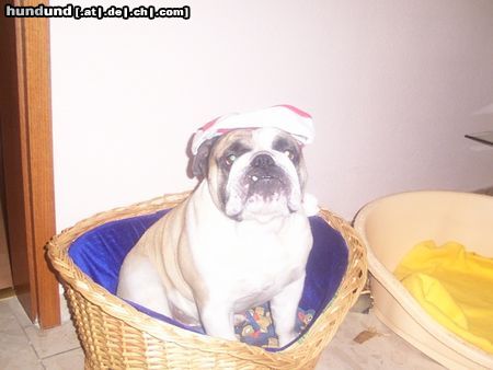 Bulldog Hunde Foto 22117 in höherer Auflösung ansehen Bulldog TJA,ich bin der Weihnachtsmann