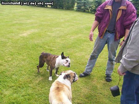 Bulldog Hunde Foto 22206 in höherer Auflösung ansehen Bulldog WOW ist die heiß