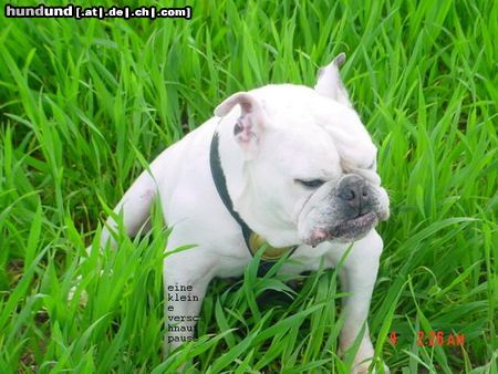 Bulldog Hunde Foto 21709 in höherer Auflösung ansehen Bulldog madonna
