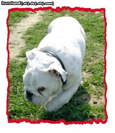 Bulldog Hunde Foto 10896 Bulldog