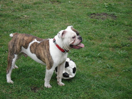 Bulldog Hunde Foto 41022 in höherer Auflösung ansehen Bulldog Sporty-Spike