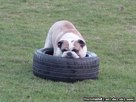 Bulldog Hunde Foto 22174 in höherer Auflösung ansehen Bulldog mein SPIELZEUG