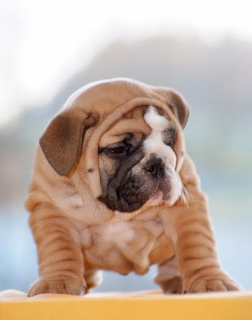 Bulldog Hunde Foto 41442 in höherer Auflösung ansehen Bulldog ....bin ich die größte?