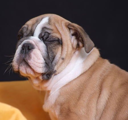 Bulldog Hunde Foto 41314 in höherer Auflösung ansehen Bulldog Elvis, vermutlich doch mal Mensch gewesen....:-)