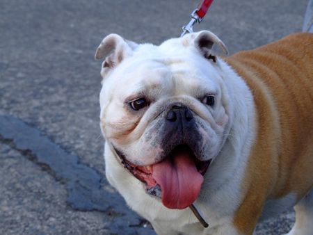 Bulldog Hunde Foto 43539 in höherer Auflösung ansehen Bulldog Dascha