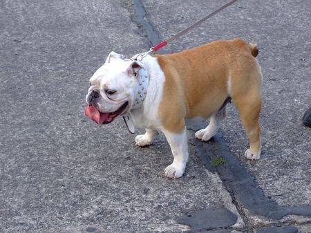 Bulldog Hunde Foto 43540 in höherer Auflösung ansehen Bulldog Dascha