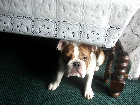 Bulldog Hunde Foto 41586 in höherer Auflösung ansehen Bulldog Unsere Süsse