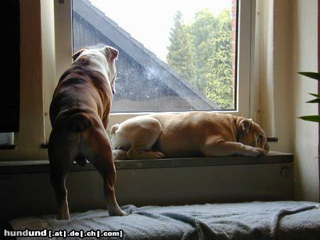 Bulldog Hunde Foto 7294 Bulldog Max & Bodyguard