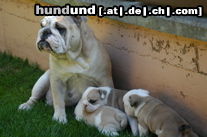 Bulldog Hunde Foto 24912 in höherer Auflösung ansehen Bulldog Yacuma und ihre Kinder Juni 05