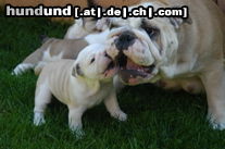 Bulldog Hunde Foto 24913 in höherer Auflösung ansehen Bulldog Yacuma und ihre Kinder2 Juni 05