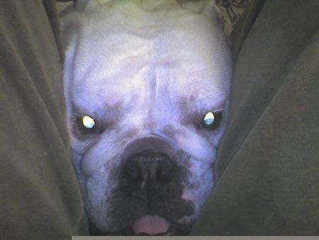 Bulldog Hunde Foto 40554 in höherer Auflösung ansehen Bulldog Kuckkuck, ich bins Dascha