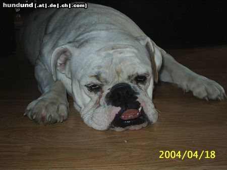 Bulldog Hunde Foto 10808 Bulldog A fada Tog
