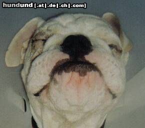 Bulldog Hunde Foto 10921 Bulldog Emely knapp 6mon.