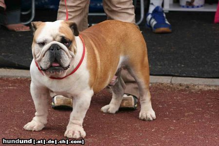 Bulldog Hunde Foto 21077 Bulldog