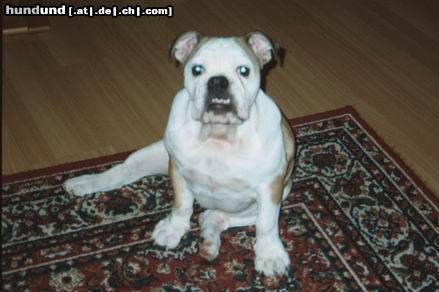 Bulldog Hunde Foto 7041 Bulldog Neues Foto von Nena 2