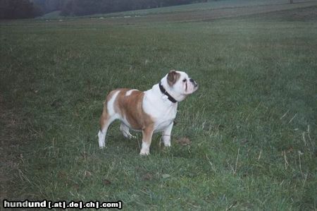 Bulldog Hunde Foto 7040 Bulldog Neues Foto von Nena