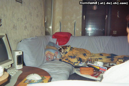 Bulldog Hunde Foto 26215 Bulldog