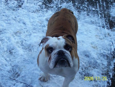 Bulldog Homer mit 8 Monaten sein erster schnee 
