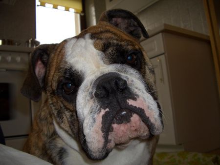 Bulldog Hunde Foto 36274 Bulldog