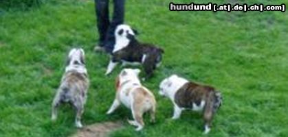 Bulldog Hunde Foto 21360 Bulldog Hundebande vom Georgshof