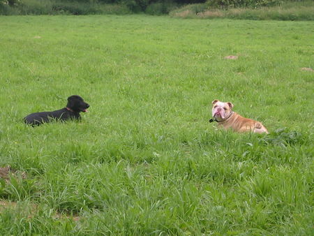 Bulldog Hunde Foto 35547 in höherer Auflösung ansehen Bulldog Anton mit seiner besten Freundin Lotta