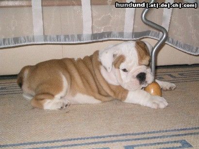 Bulldog Hunde Foto 23836 in höherer Auflösung ansehen Bulldog Nero 7 Wochen
