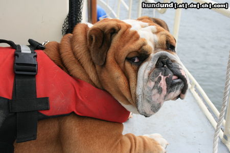 Bulldog Ich möchte keine Schwimmweste