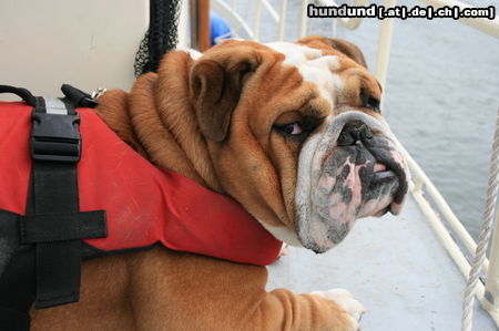 Bulldog Hunde Foto 44597 in höherer Auflösung ansehen Bulldog Ich möchte keine Schwimmweste