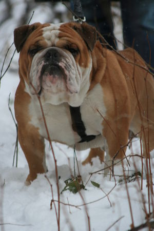 Bulldog Schnee ist so kalt!