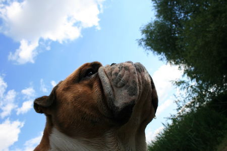 Bulldog Hunde Foto 42519 in höherer Auflösung ansehen Bulldog Ich bin der Willi
