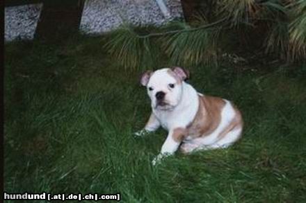 Bulldog Hunde Foto 4782 Bulldog Nena unsere Englische Bulldogge