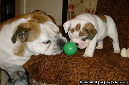 Bulldog Hunde Foto 19844 Bulldog Bulldog babys