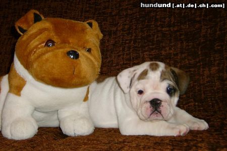 Bulldog Hunde Foto 19736 Bulldog Englische Bulldogge