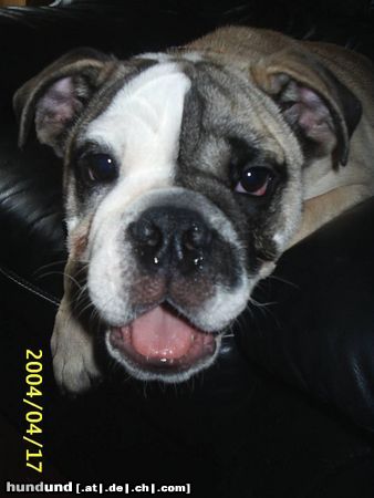Bulldog Hunde Foto 10809 Bulldog Ätschh! Mein Stuhl