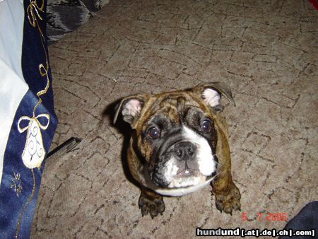 Bulldog Hunde Foto 26746 Bulldog