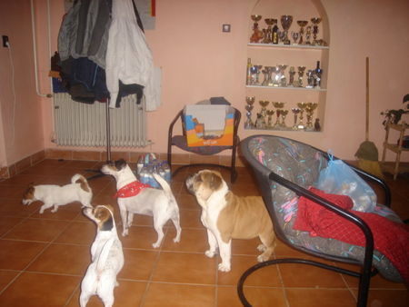 Bulldog Hunde Foto 37399 Bulldog Welcome