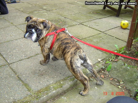 Bulldog Hunde Foto 26748 Bulldog Loooos jetzt!!!
