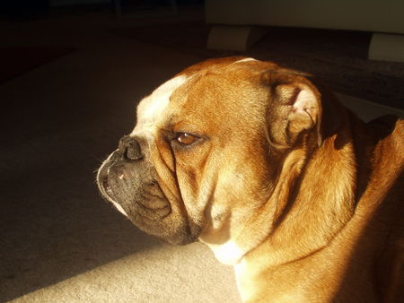 Bulldog Hunde Foto 32587 in höherer Auflösung ansehen Bulldog Sam