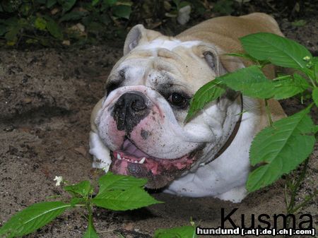 Bulldog Hunde Foto 15455 in höherer Auflösung ansehen Bulldog