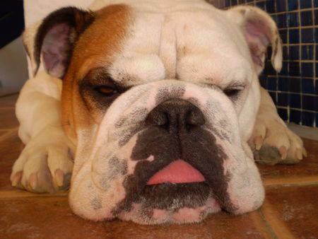 Bulldog Hunde Foto 39259 in höherer Auflösung ansehen Bulldog OLIVER