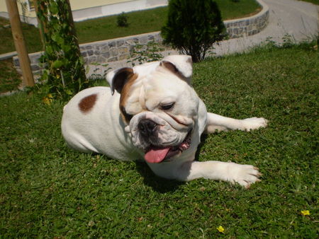 Bulldog Hunde Foto 39261 in höherer Auflösung ansehen Bulldog OLIVER