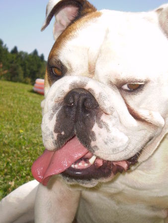 Bulldog Hunde Foto 39263 in höherer Auflösung ansehen Bulldog OLIVER,A,B-BH PRUFUNG 95 von 100 punkten!Man kann aus jeder Rasse etwas machen!