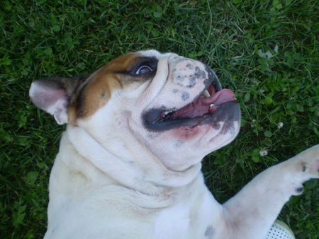 Bulldog Hunde Foto 39262 in höherer Auflösung ansehen Bulldog OLIVER,A,B-BH PRUFUNG 95 von 100 punkten!Man kann aus jeder Rasse etwas machen!