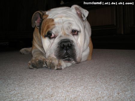 Bulldog Hunde Foto 44001 in höherer Auflösung ansehen Bulldog Bobby